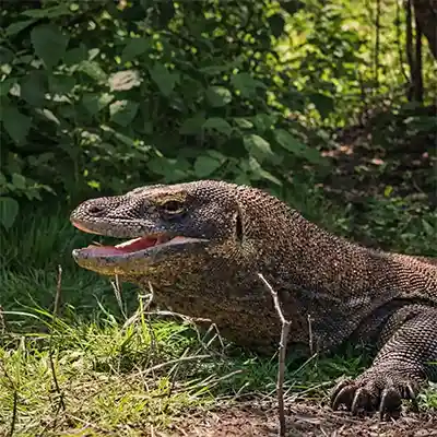 Binatang Komodo, kadal raksasa asli Indonesia di Taman Nasional Komodo dengan tubuh besar dan sisik kasar di habitat alaminya.