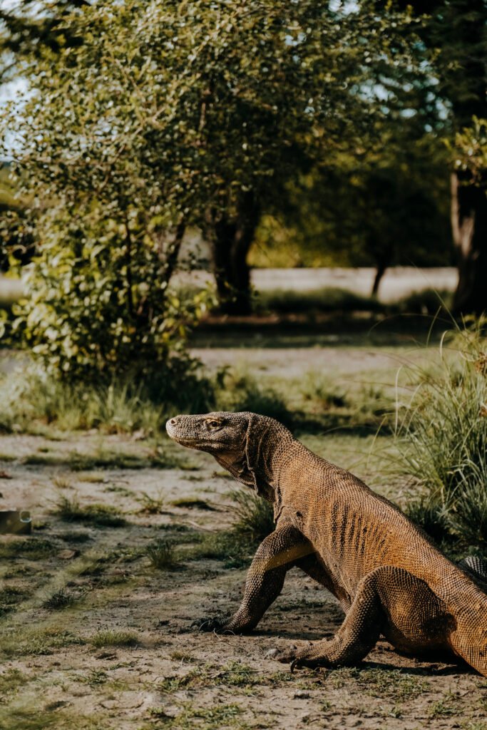 komodo dragon