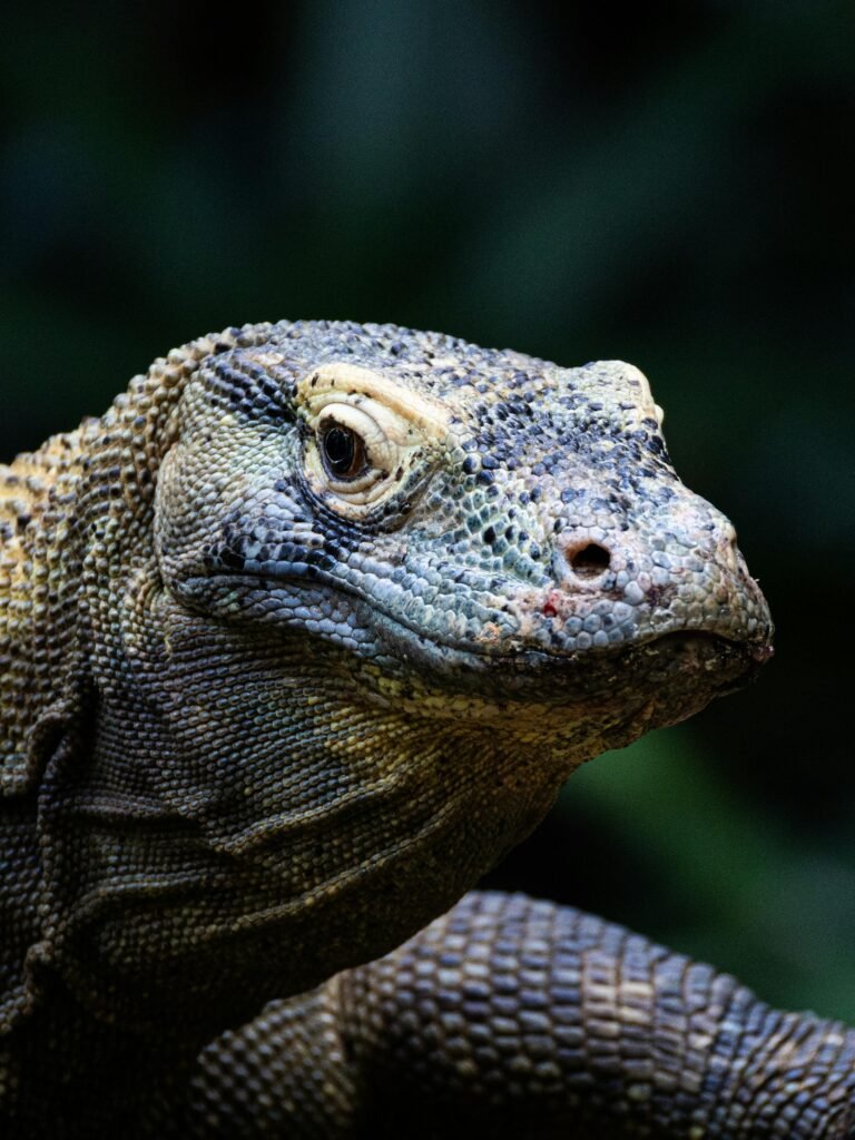 Close-up of a Komodo dragon in Taman Nasional Komodo, showing detailed scales and natural habitat.