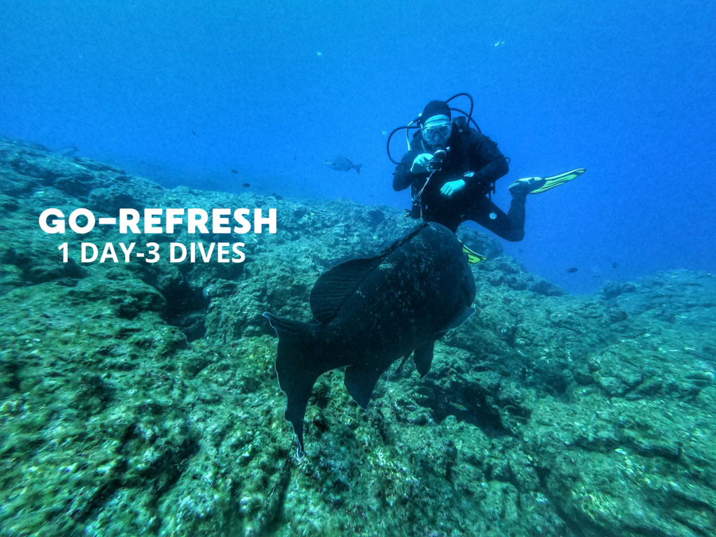 Scuba diver exploring coral reef with large fish during Go Refresh 1 Day 3 Dives in Komodo National Park near