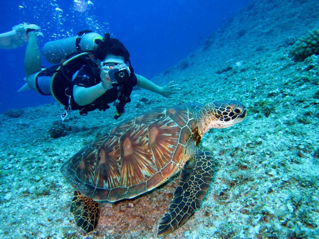 Scuba diver photographing a sea turtle while fun diving in the clear blue waters of Komodo National Park near Labuan Bajo.