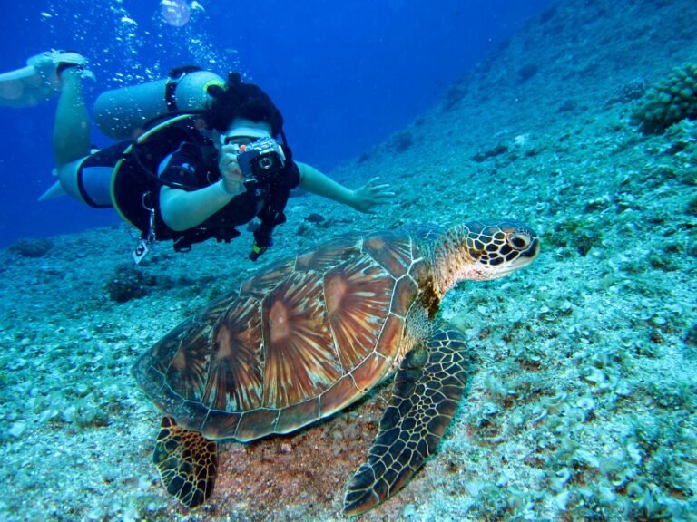 Scuba diver photographing a sea turtle while fun diving in the clear blue waters of Komodo National Park near Labuan Bajo.