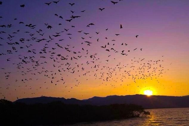Sunset view in Labuan Bajo with thousands of flying fox bats over the sea, a unique wildlife attraction near Komodo National Park