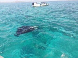Pari manta berenang di perairan jernih Manta Point Labuan Bajo dengan kapal wisata di atasnya dan pemandangan pulau di kejauhan.