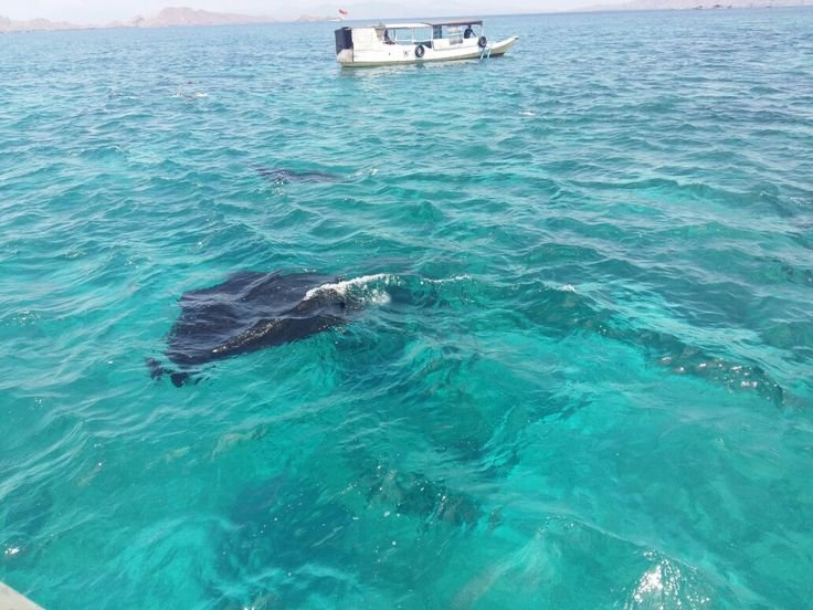 Pari manta berenang di perairan jernih Manta Point Labuan Bajo dengan kapal wisata di atasnya dan pemandangan pulau di kejauhan.