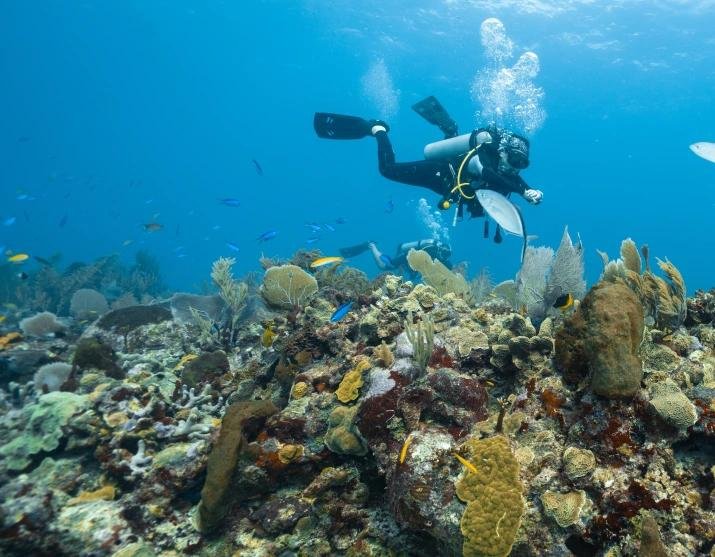 Private scuba diver exploring colorful coral reefs during a romantic dive trip in Labuan Bajo, Komodo National Park, Indonesia.