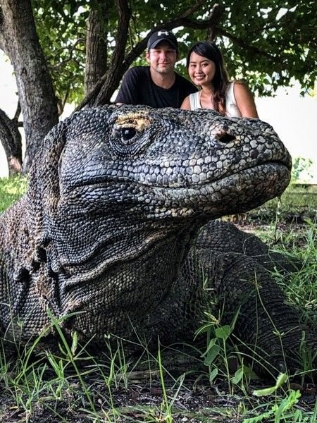 Tourists posing with a giant Komodo dragon in Komodo National Park, Labuan Bajo, Indonesia during a wildlife adventure tour in Flores Island.