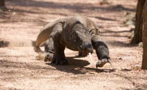 Close-up of a wild Komodo dragon walking through the dry forest floor in Komodo National Park with its tongue out and powerful claws visible.