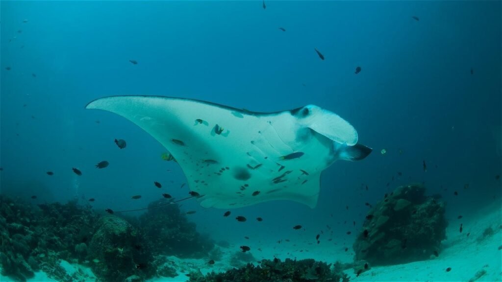 Oceanic manta ray at Manta Point, Komodo National Park, during a scuba diving trip from Labuan Bajo
